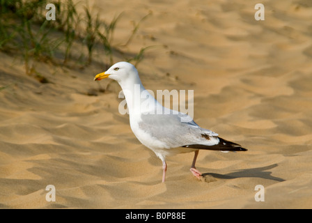 Horizontale Nahaufnahme von einem Erwachsenen Silbermöwe 'Larus Argentatus "zu Fuß über den Strand in der Sonne. Stockfoto