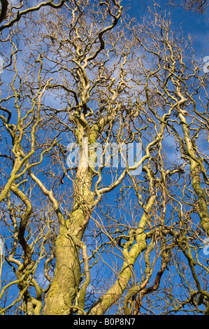 Äste und Stamm der verdrehten Weide gegen blauen Himmel und Wolken Stockfoto