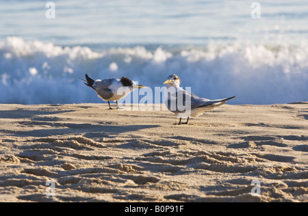 Zwei Crested Seeschwalbe (Sterna Bergii) an einem Strand mit einer Welle stürzt hinter ihnen. Cottesloe Beach, Perth, Western Australia, Australia Stockfoto