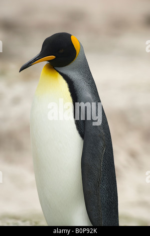 Porträt von einem Königspinguin auf den Strand, Volunteer Point, Falkland-Inseln Stockfoto