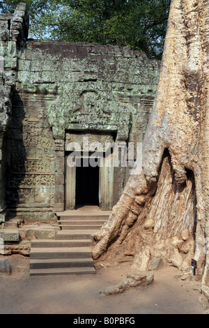 Baumwurzeln verschlingt die Wände von Ta Prohm in der Nähe von Angkor Wat Stockfoto