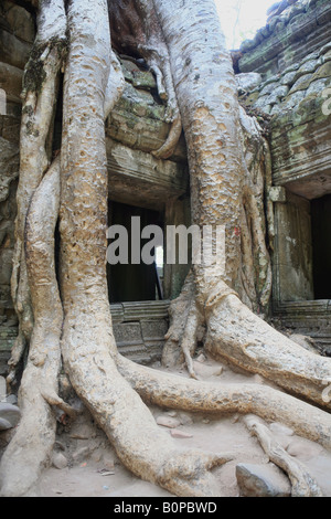 Baumwurzeln verschlingt die Wände von Ta Prohm in der Nähe von Angkor Wat Stockfoto