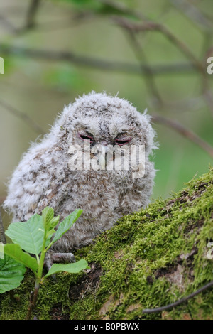 Verschlafene Waldkauz Küken Strix Aluco in Erle Baum Stockfoto