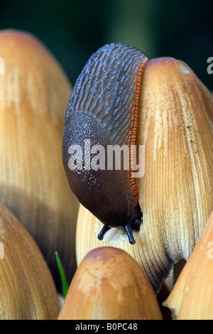 Slug Pilz essen Stockfoto