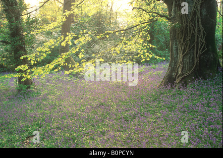 Bluebell Teppich unter Buche Stockfoto