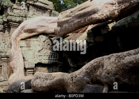 Baumwurzeln verschlingt die Wände von Ta Prohm in der Nähe von Angkor Wat Stockfoto