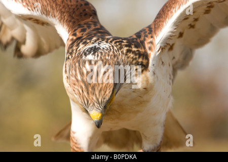Eisenhaltige Bussard (Buteo Regalis) Stockfoto