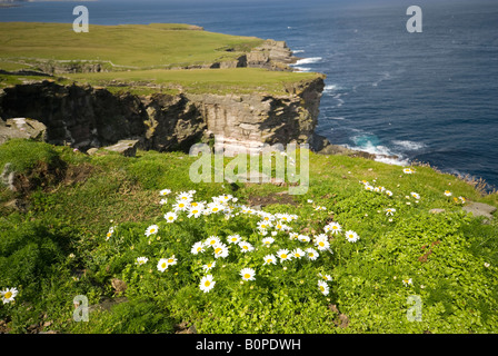 Klippen in der Nähe von Noupe, auf der Isle of Noss, Shetland-Inseln, Schottland, UK Stockfoto