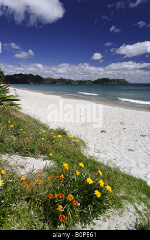 Strandszenen am Ontangi Strand, Waiheke Stockfoto