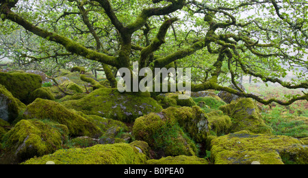 Die großartige und geheimnisvolle Wistmans Holz Nature Reserve in Dartmoor National Park Devon England Stockfoto