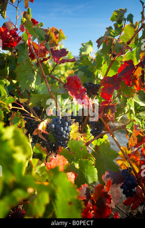 Trauben am Rebstock in der Nähe von Seguret, Cotes du Rhone Dörfer, Rhonetal, Provence, Frankreich Stockfoto