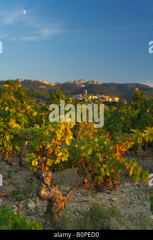 der Mond über Trauben am Rebstock in der Nähe von Seguret mit den Dentelles hinaus Cotes du Rhone Dörfer, Rhonetal, Provence, Frankreich Stockfoto