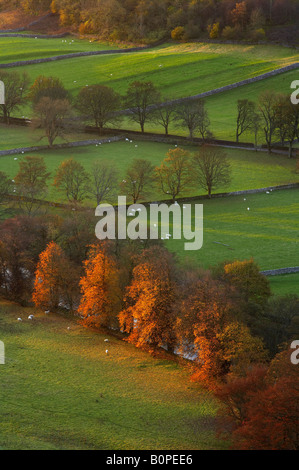 Herbstfärbung bei Arncliffe, Littondale, Yorkshire Dales National Park, England, UK Stockfoto