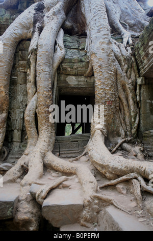 Baumwurzeln verschlingt die Wände von Ta Prohm in der Nähe von Angkor Wat Stockfoto