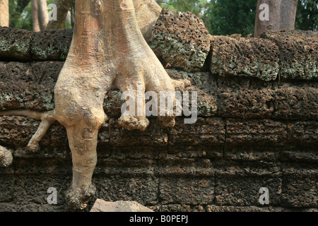 Baumwurzeln verschlingt die Wände von Ta Prohm in der Nähe von Angkor Wat Stockfoto