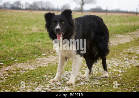 Ben der Border Collie wartet auf seinen nächsten Befehl Stockfoto