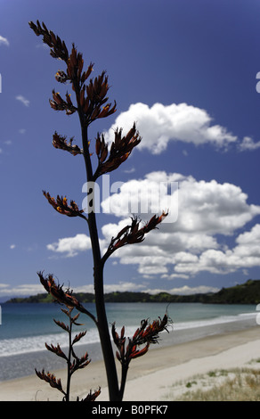 Strandszenen am Ontangi Strand, Waiheke Stockfoto