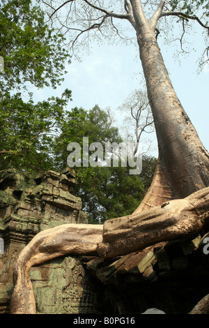 Baumwurzeln verschlingt die Wände von Ta Prohm in der Nähe von Angkor Wat Stockfoto