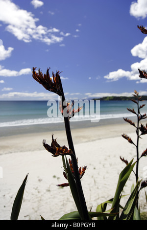 Strandszenen am Ontangi Strand, Waiheke Stockfoto