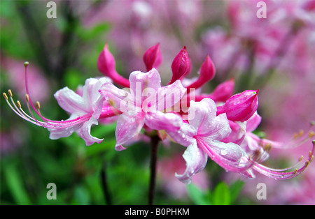 Makroaufnahme einer hell rosa Azalee im Regen Stockfoto