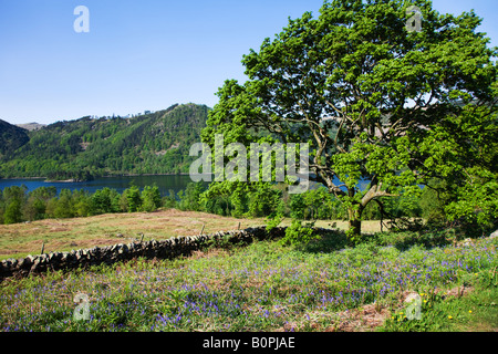 Thirlmere im Mai Frühjahr Farben an den Bäumen mit Glockenblumen rund um den Stausee, der "Lake District" Cumbria England UK Stockfoto