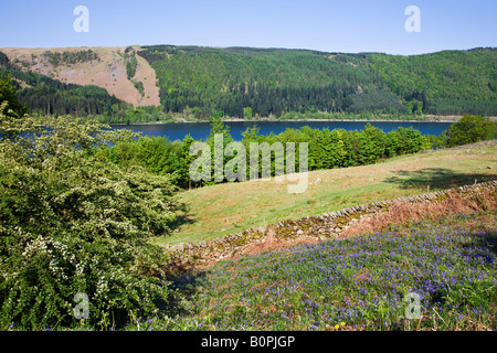 Thirlmere im Mai Frühjahr Farben auf den Bäumen und Glockenblumen rund um den Stausee, der "Lake District" Cumbria England UK Stockfoto