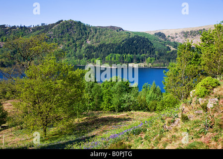 Thirlmere im Mai Frühjahr Farben an den Bäumen mit Glockenblumen rund um den Stausee, der "Lake District" Cumbria England UK Stockfoto