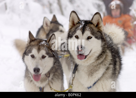 Schlittenhunde mit guide Stockfoto