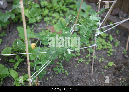 Gemüse patch auf der Rückseite Gartenhof wachsenden eigenen Gemüse Erbsen Stangenbohnen Stockfoto