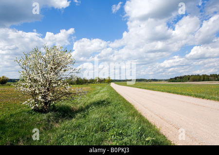 Ländlichen Landschaft in Kurland Lettland Stockfoto