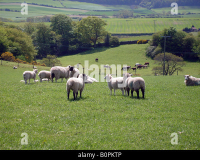 Schafe weiden in einem Feld im Frühjahr auf der North Yorkshire Moors, England Stockfoto