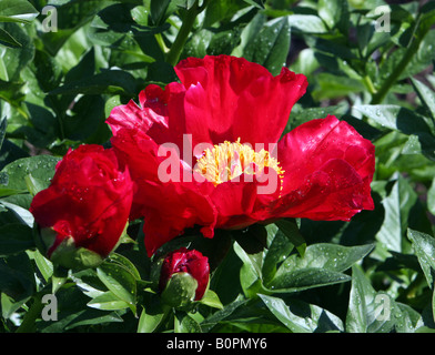 Eine sehr rote Pfingstrose Paeonia Blaze Blume geschossen Closeup. Stockfoto