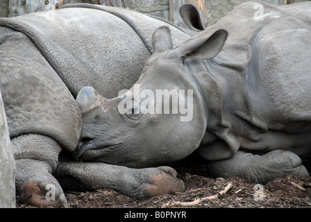 Mehr ein gehörnter Rhino Kalb und Mutter Stockfoto