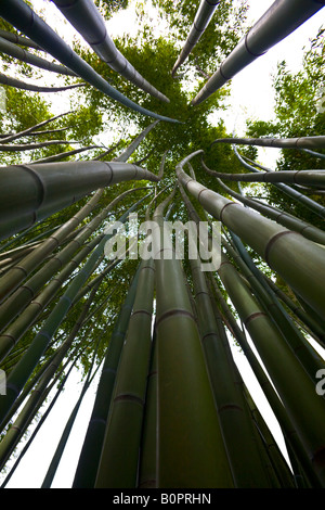 Ein Low-Winkel Schuss von einem Bambuswald. Forêt de Bambous (Phyllostachys Viridis) Photographiée En Contre-Plongée. Stockfoto