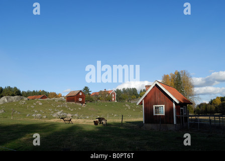 Bauernhaus und Schuppen in typisch schwedischen Farben rot lackiert und weiße Dalaro Schweden Oktober 2007 Stockfoto