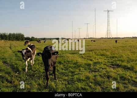 Kühe vor den Antennen der Radiostation Grimeton in der Nähe von Varberg UNESCO-Welterbe Schweden Juli 2007 Stockfoto