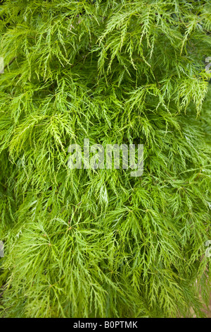 Die charakteristischen Laub von einem japanischen Ahorn: Acer Palmatum Dissectum. Feuillage Caractéristique de l'Érable du Japon. Stockfoto