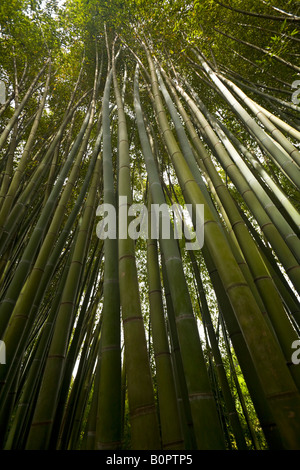 Ein Low-Winkel Schuss von einem Bambuswald. Forêt de Bambous (Phyllostachys Viridis) Photographiée En Contre-Plongée. Stockfoto