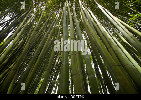 Ein Low-Winkel Schuss von einem Bambuswald. Forêt de Bambous (Phyllostachys Viridis) Photographiée En Contre-Plongée. Stockfoto