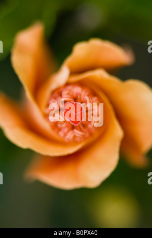 Nahaufnahme von einer orange und rote Hibiskusblüte Stockfoto