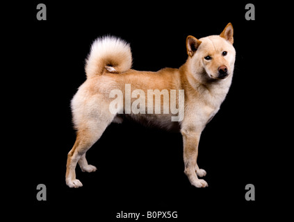 Shiba Inu Hund einzigen männlichen Erwachsenen stehen Studio Stockfoto