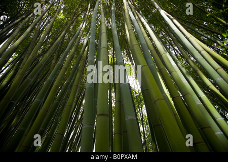 Ein Low-Winkel Schuss von einem Bambuswald. Forêt de Bambous (Phyllostachys Viridis) Photographiée En Contre-Plongée. Stockfoto