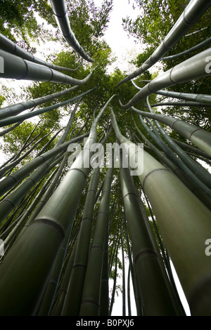 Ein Low-Winkel Schuss von einem Bambuswald. Forêt de Bambous (Phyllostachys Viridis) Photographiée En Contre-Plongée. Stockfoto