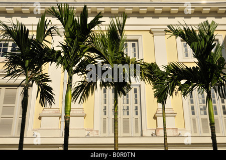 Palmen mit dem Museum für asiatische Zivilisation am Empress Place Singapur Stockfoto