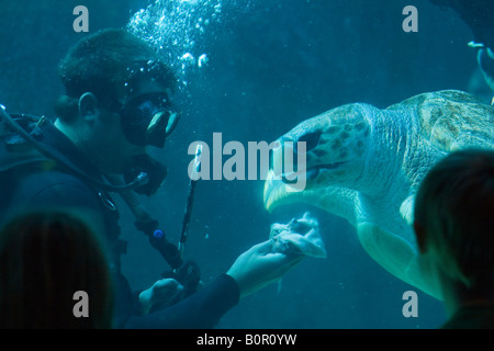 Aquarium Stockfoto