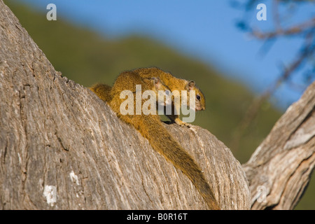 Baum-Eichhörnchen Paraxerus Cepapi Stockfoto