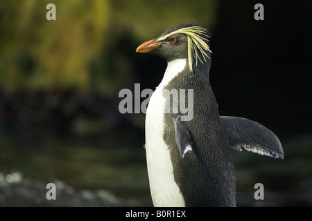 Rockhopper Penguin, Eudyptes Chrysocome Stockfoto