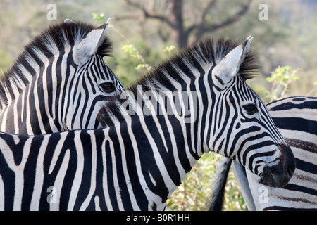 Zebras Stockfoto