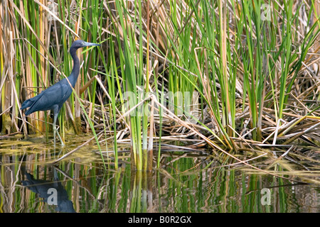 Little Blue Heron unter Saw Grass in Florida Everglades Nationalpark Stockfoto