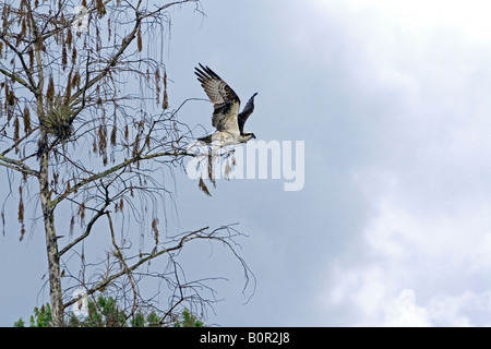 Fischadler fliegen in Florida Everglades Nationalpark Stockfoto